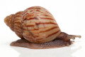 Lissachatina craveni juvenil
